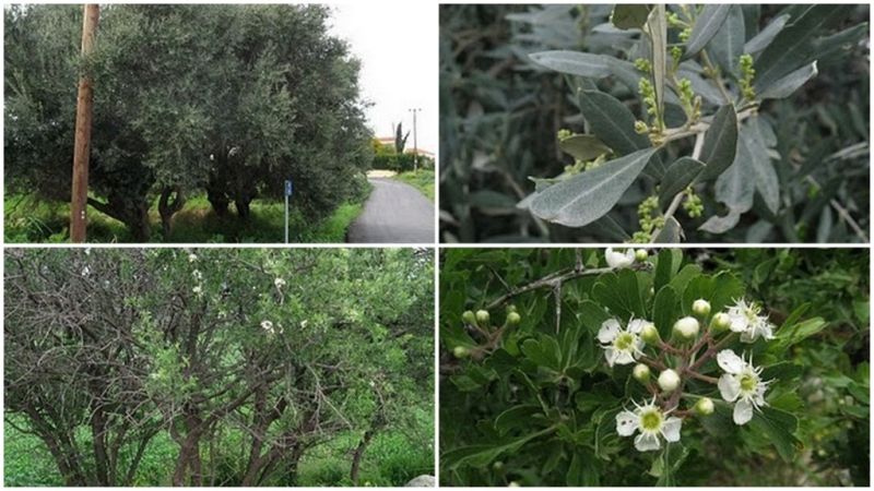 Как Изглежда Пролетта в Кипър